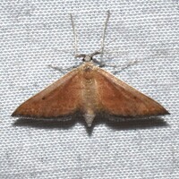 Lobocleta plemyraria