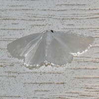 Lomographa vestaliata