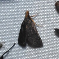 Loxostegopsis merrickalis