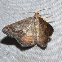 Macaria distribuaria