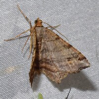 Macaria multilineata