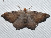 Macaria transitaria