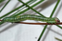 Macaria unidentified species