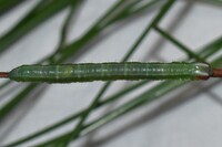 Macaria unidentified species