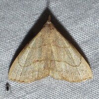 Macrochilo litophora