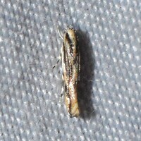 Melanocinclis lineigera