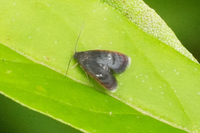 Menesta tortriciformella 