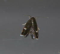 Menesta tortriciformella 