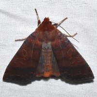 Metaxaglaea violacea