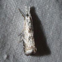Microcrambus minor