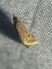 Microtheoris ophionalis