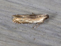 Monochroa gilvolinella