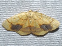 Nematocampa resistaria