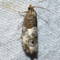 Notocelia rosaecolana