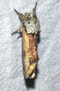 Oedemasia semirufescens