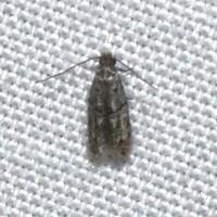 Oenoe unidentified species