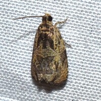 Olethreutes concinnana