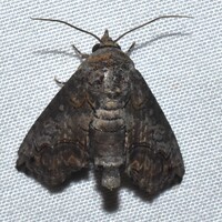 Paectes abrostoloides