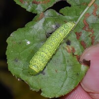 Paectes abrostoloides