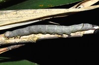 Parallelia bistriaris