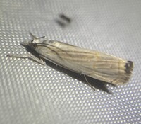 Parapediasia decorellus