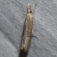 Parapediasia teterrellus