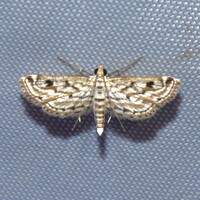 Parapoynx allionealis