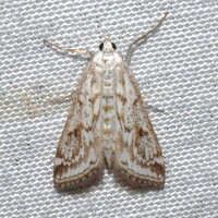 Parapoynx allionealis