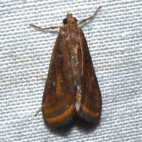 Parapoynx seminealis