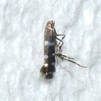 Marmara unidentified species