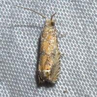 Pelochrista pallidipalpana