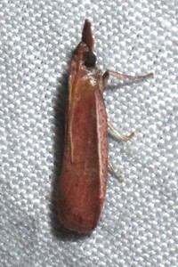 Peoria roseotinctella