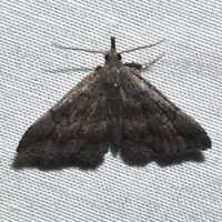 Phalaenostola larentioides