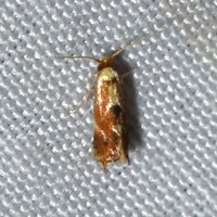 Philonome clemensella