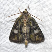 Phosphila miselioides