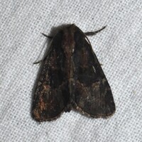 Phosphila turbulenta