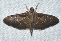 Pilocrocis ramentalis