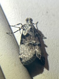 Pococera humerella