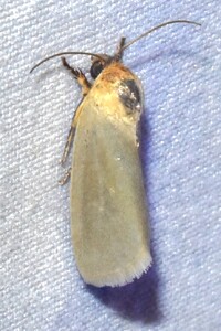 Ponometia parvula