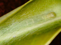 Pseuderotis obiterella