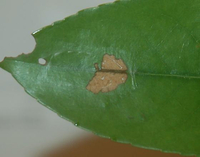 Pseuderotis obiterella