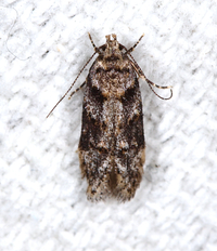 Pseudotelphusa new species 1