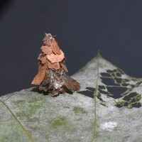 Psychidae unidentified species