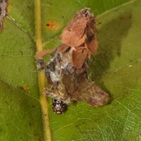 Psychidae unidentified species