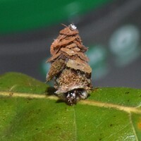Psychidae unidentified species