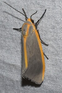 Pygarctia abdominalis