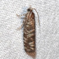 Retinia gemistrigulana