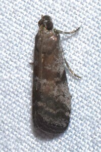 Salebriaria pumilella