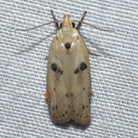 Scythropiodes issikii