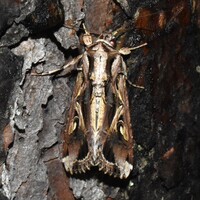Spodoptera dolichos